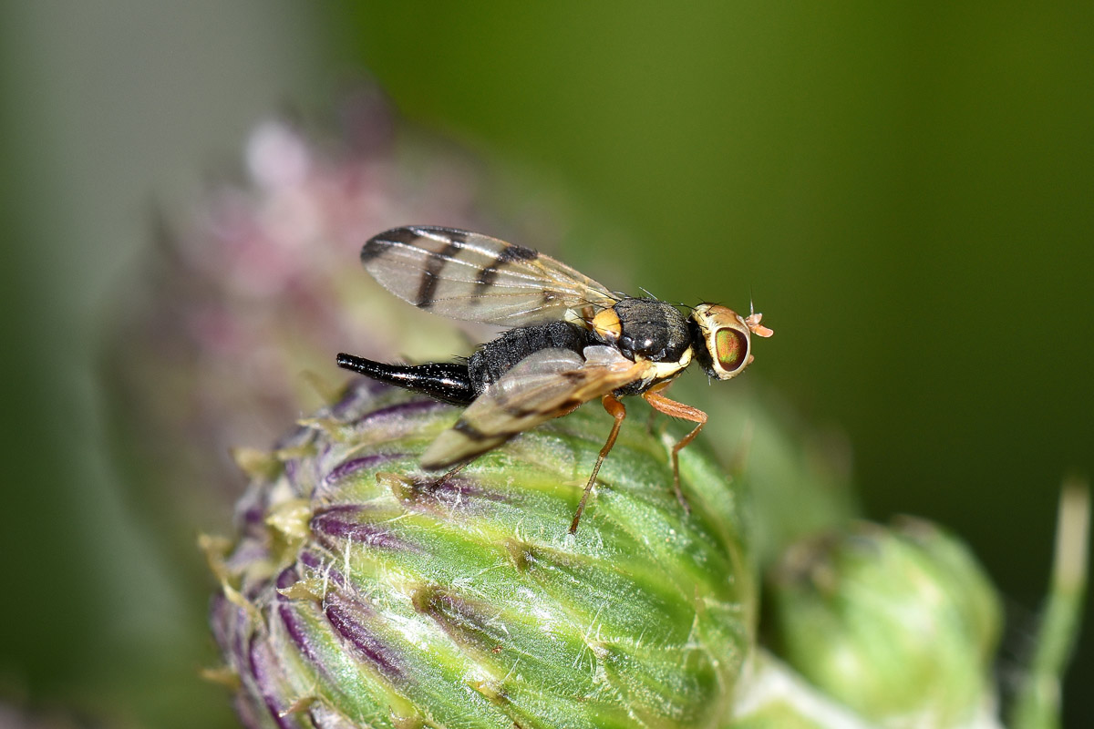 Tephritidae: Urophora stylata?  S !